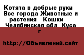 Котята в добрые руки - Все города Животные и растения » Кошки   . Челябинская обл.,Куса г.